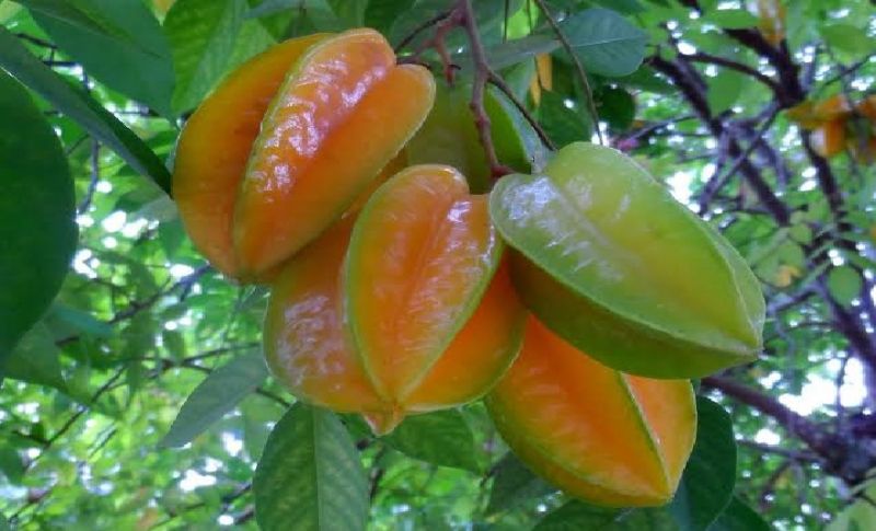 Você sabe se papagaio pode comer carambola? Descubra!