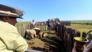 Pecuaristas familiares recebem orientações sobre manejo de ovinos em Santo Antônio das Missões