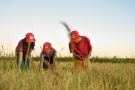 Há 10 anos o MST lidera a maior produção de arroz orgânico da América Latina 