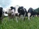Estado lança projeto de apoio aos produtores de leite que tiveram perdas nos eventos climáticos de setembro