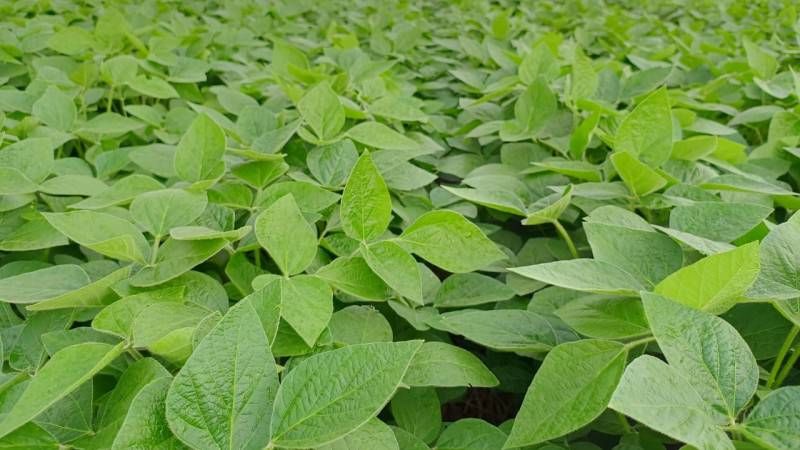 0010710 zoom plantio da soja e encerrado, e o de milho chega a reta final no estado